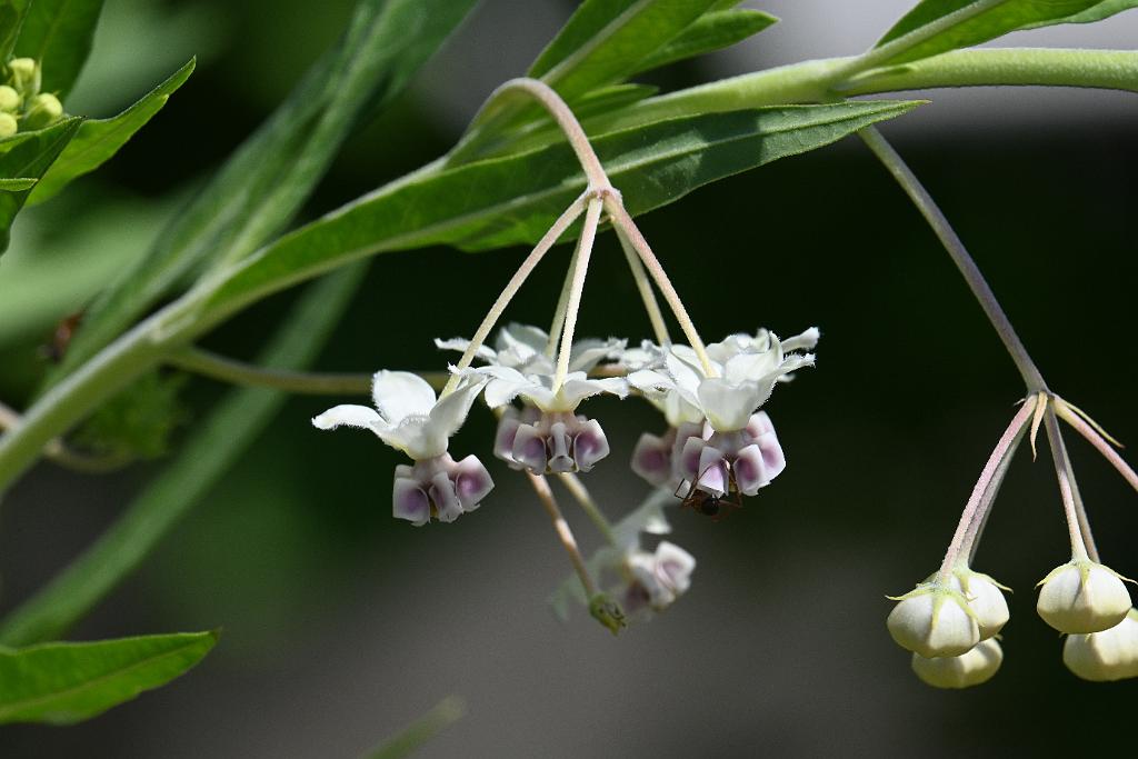 2025-08080074 Tower Hill Botanaic Garden, MA.JPG - Balloon Milkweed (or Hairy Balls Milkweed (Gomphocarpus physocarpus). New England Botanic Garden at Tower Hill, MA, 8-8-2025